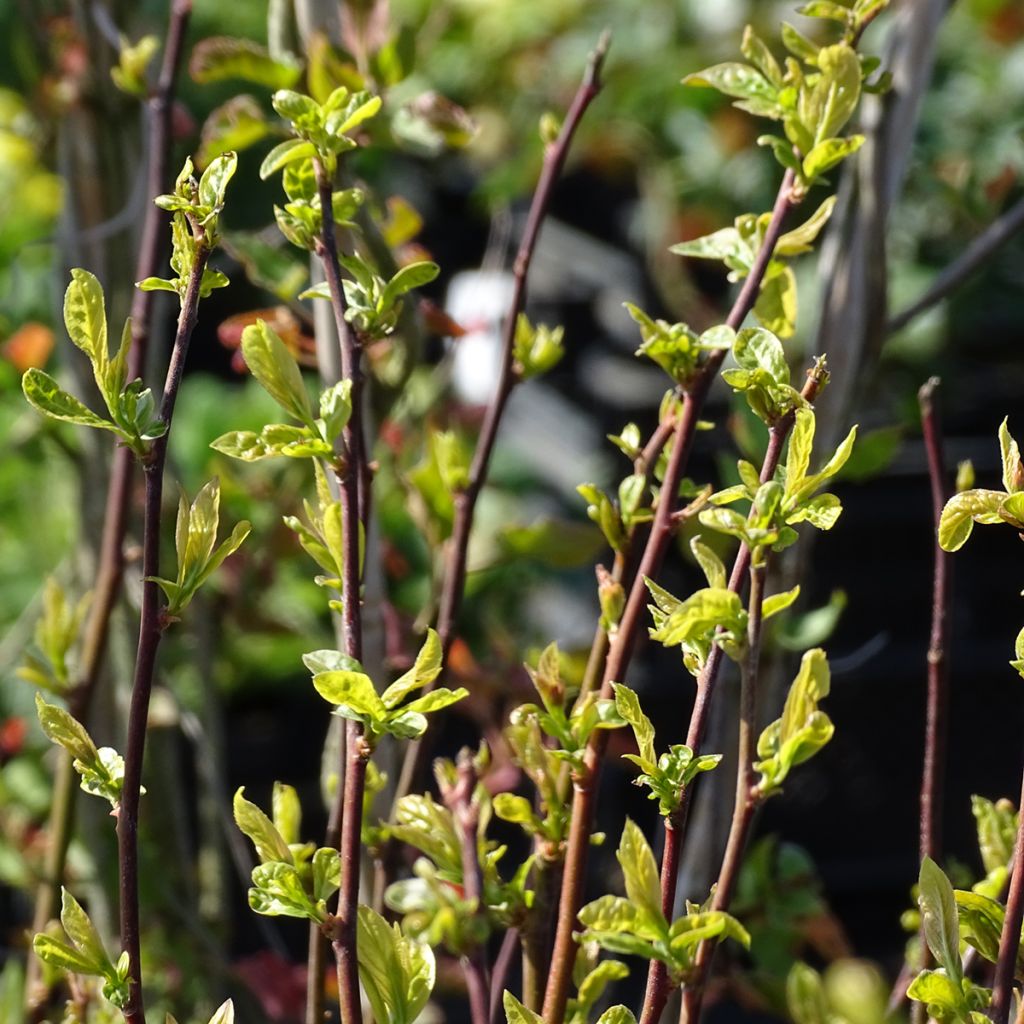 Itea virginica Henrys Garnet