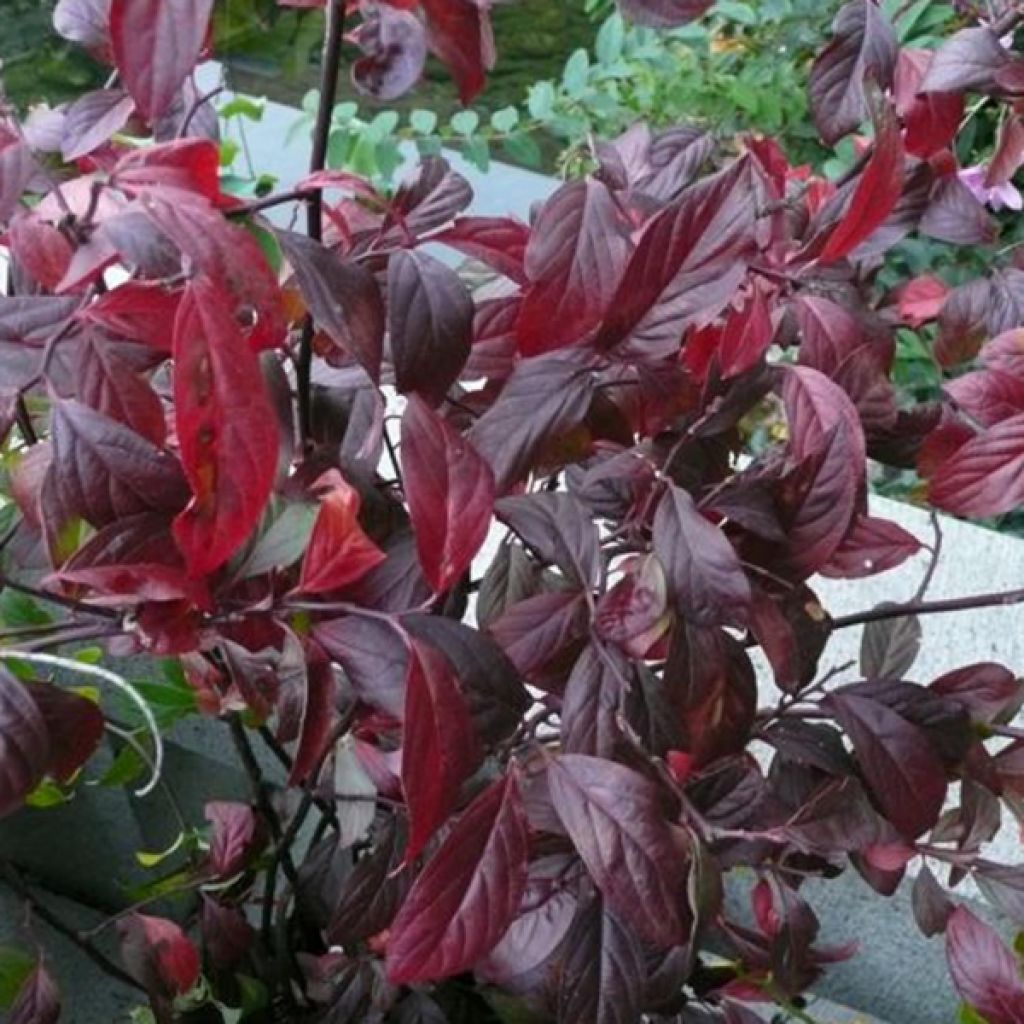 Itea virginica Henrys Garnet