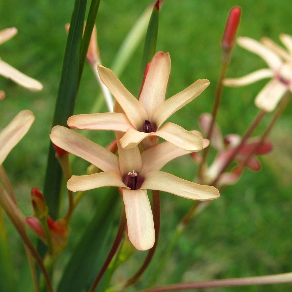 Ixia paniculata Eos - Lis des blés Eos