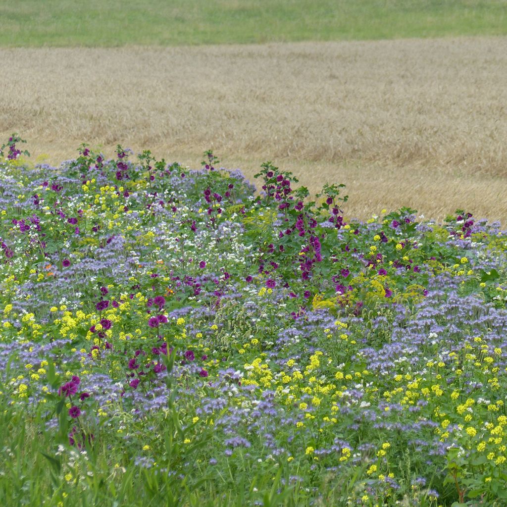 Tübinger organic nectar-rich meadow seed mix