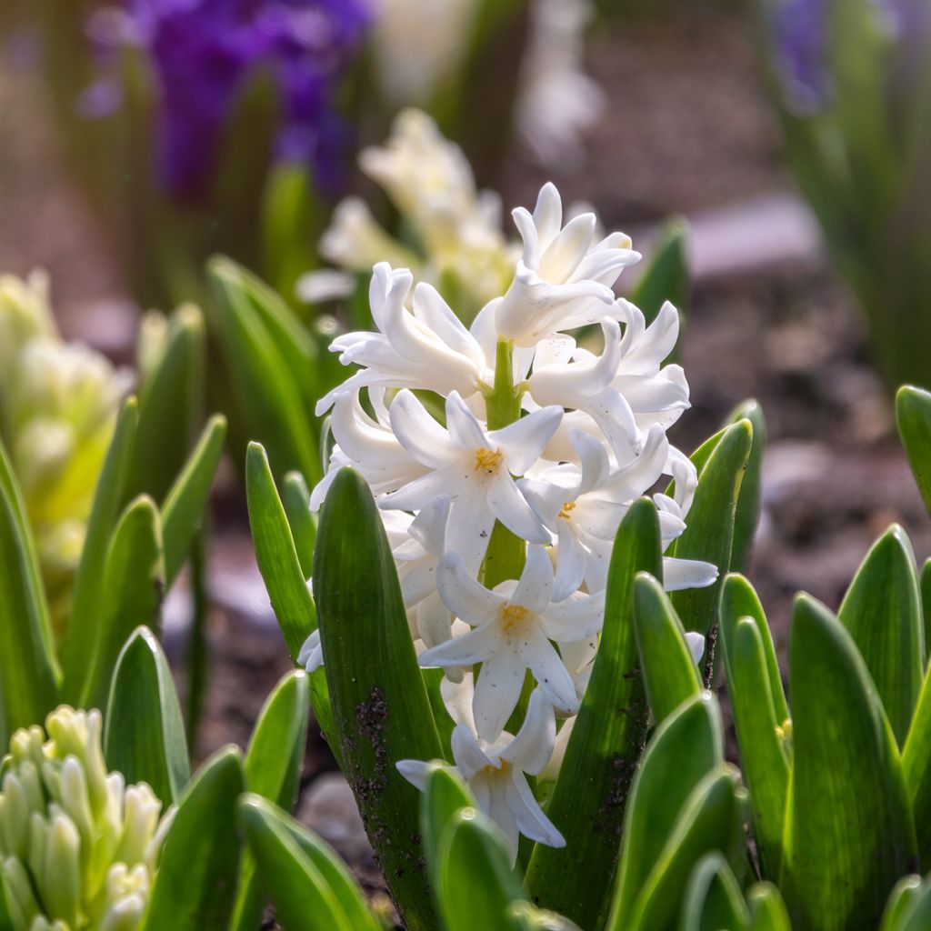 Hyacinthus x orientalis Carnegie