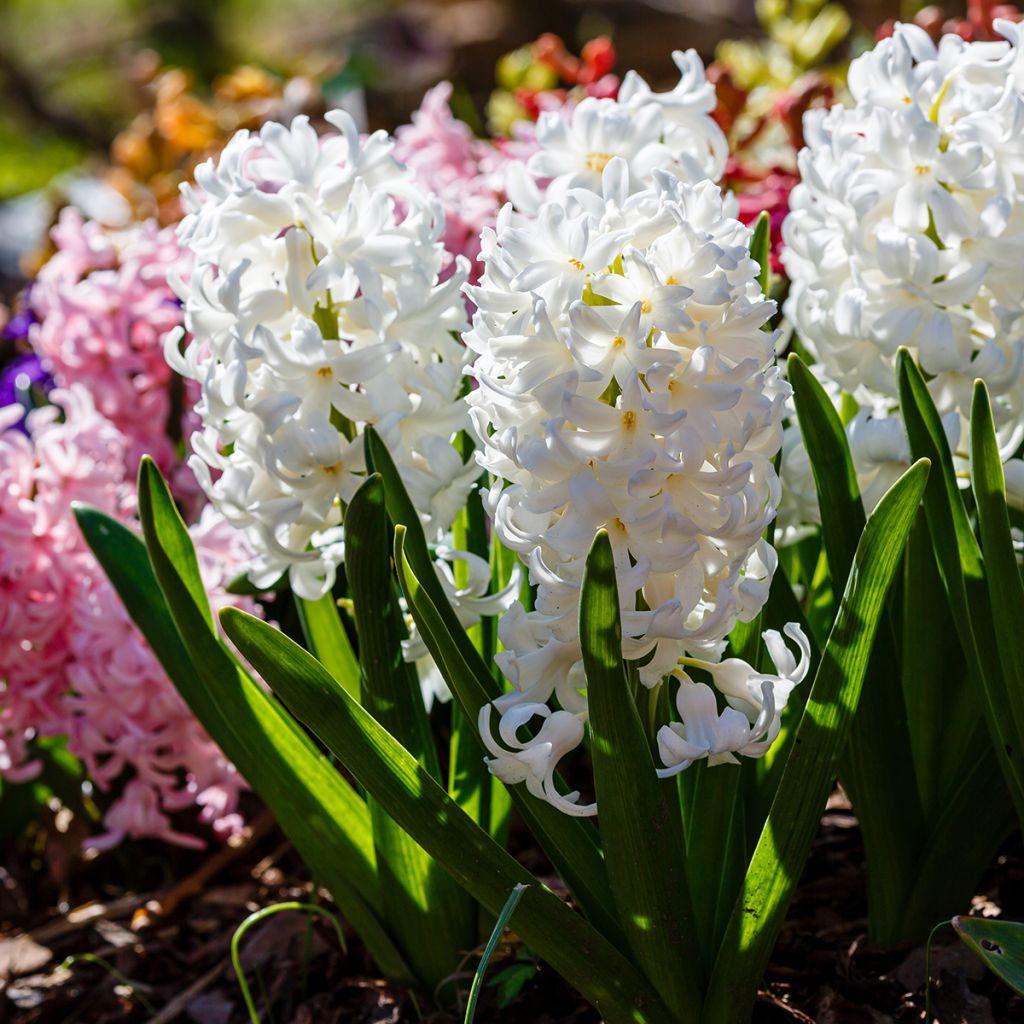 Hyacinthus x orientalis Carnegie