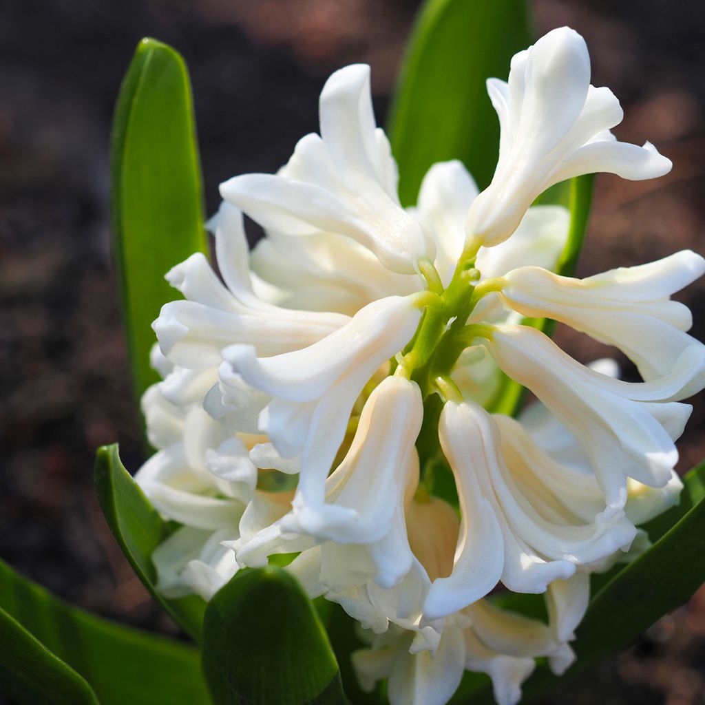 Hyacinthus x orientalis Carnegie