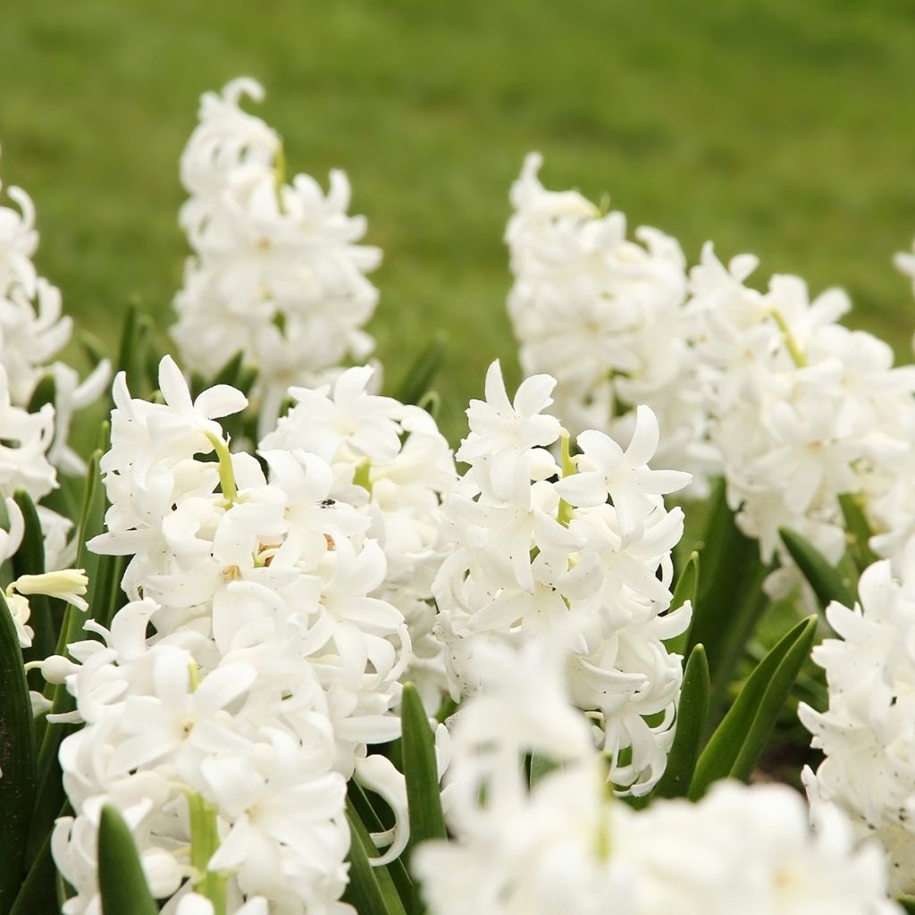 Hyacinthus x orientalis Carnegie