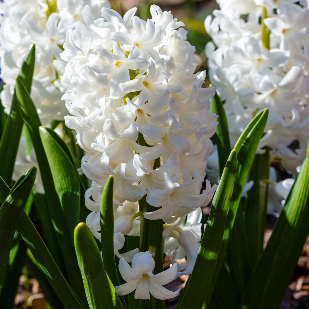Hyacinthus x orientalis Carnegie