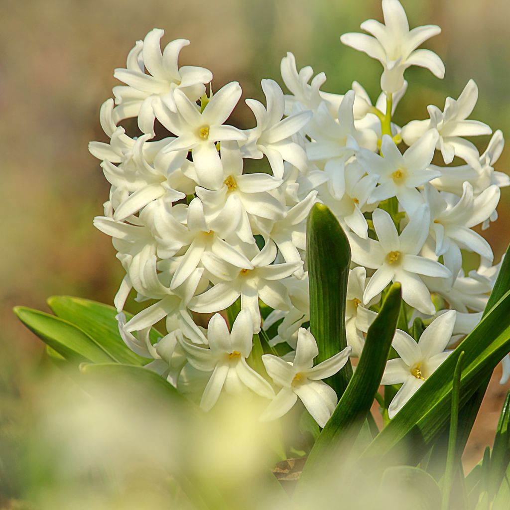 Hyacinthus x orientalis Carnegie