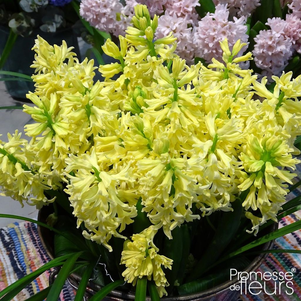 Hyacinthus x orientalis City of Harleem