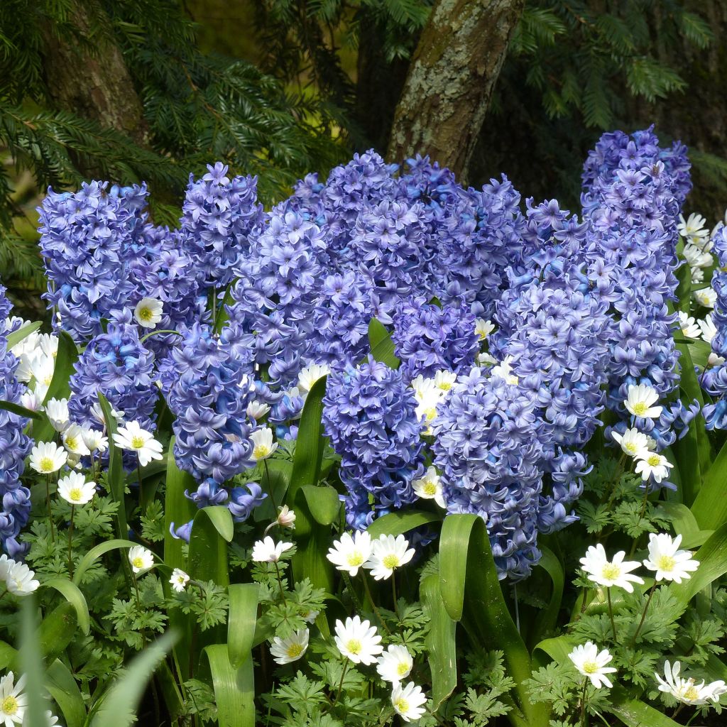 Hyacinthus Delft Blue - Garden Hyacinth