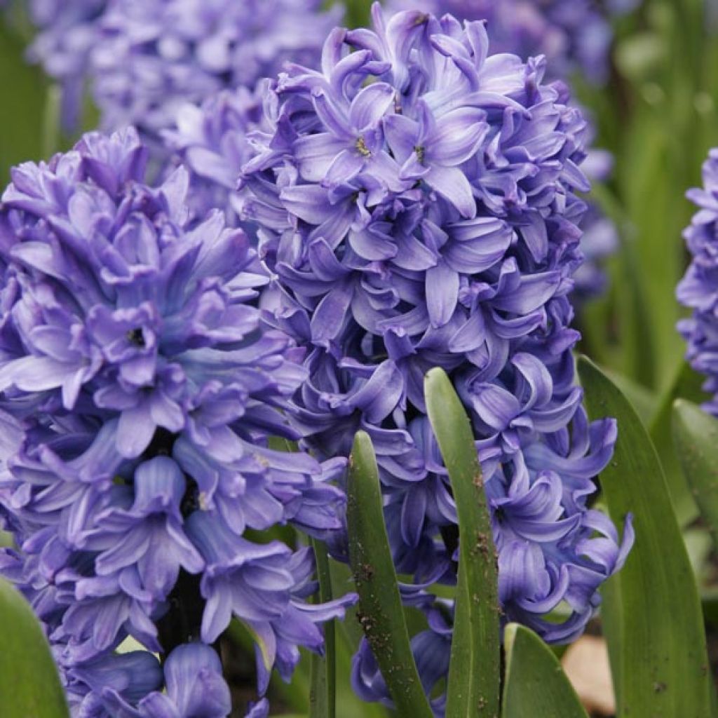 Hyacinthus x orientalis Delft Blue