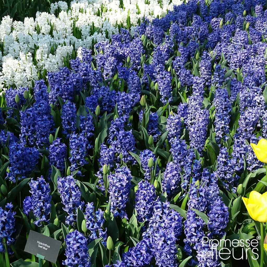 Hyacinthus x orientalis Delft Blue