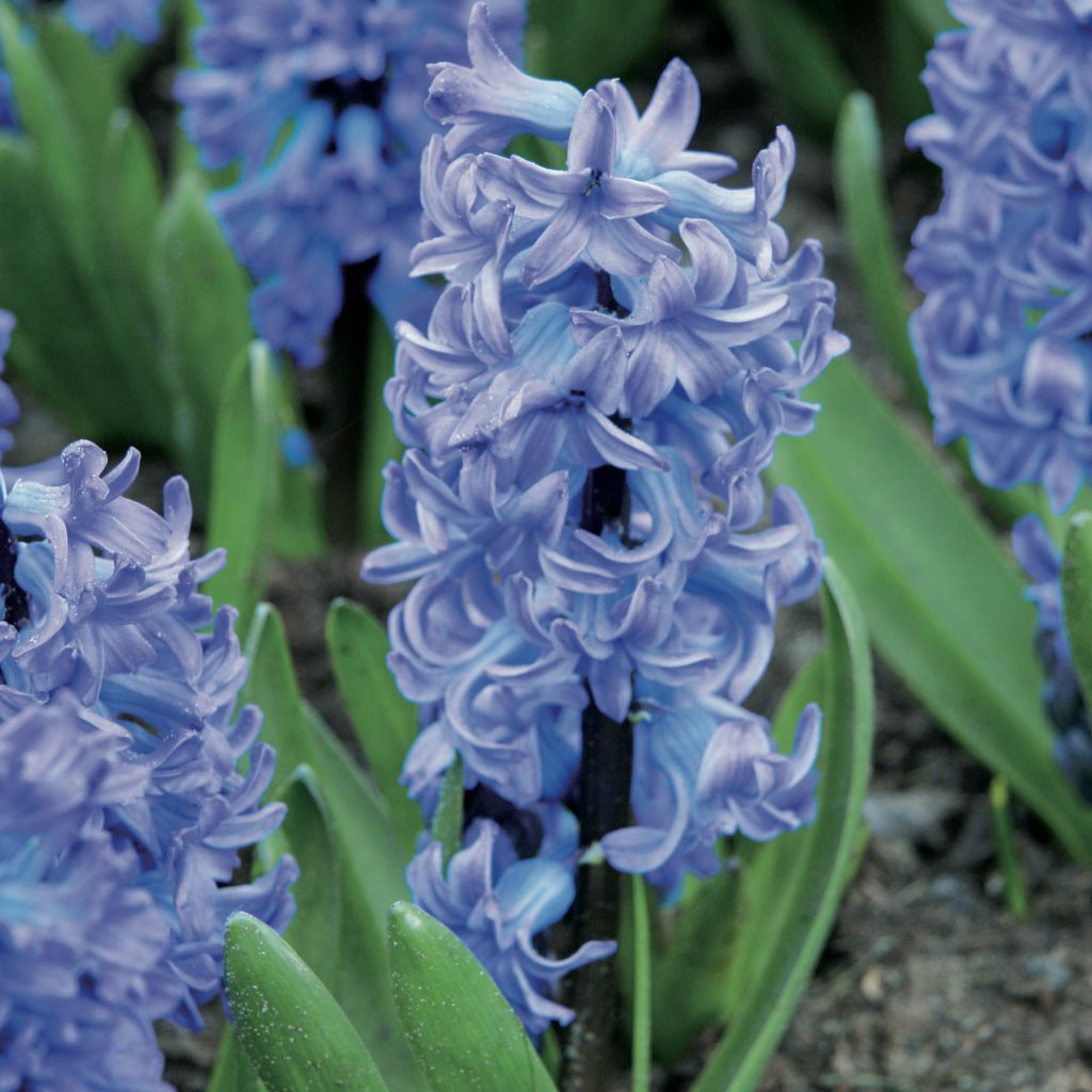 Hyacinthus Delft Blue - Garden Hyacinth