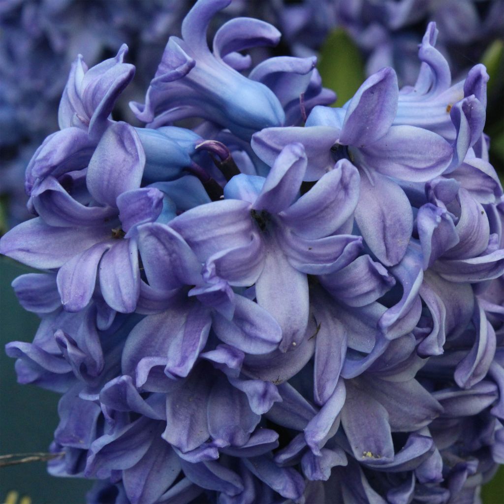 Hyacinthus Delft Blue - Garden Hyacinth