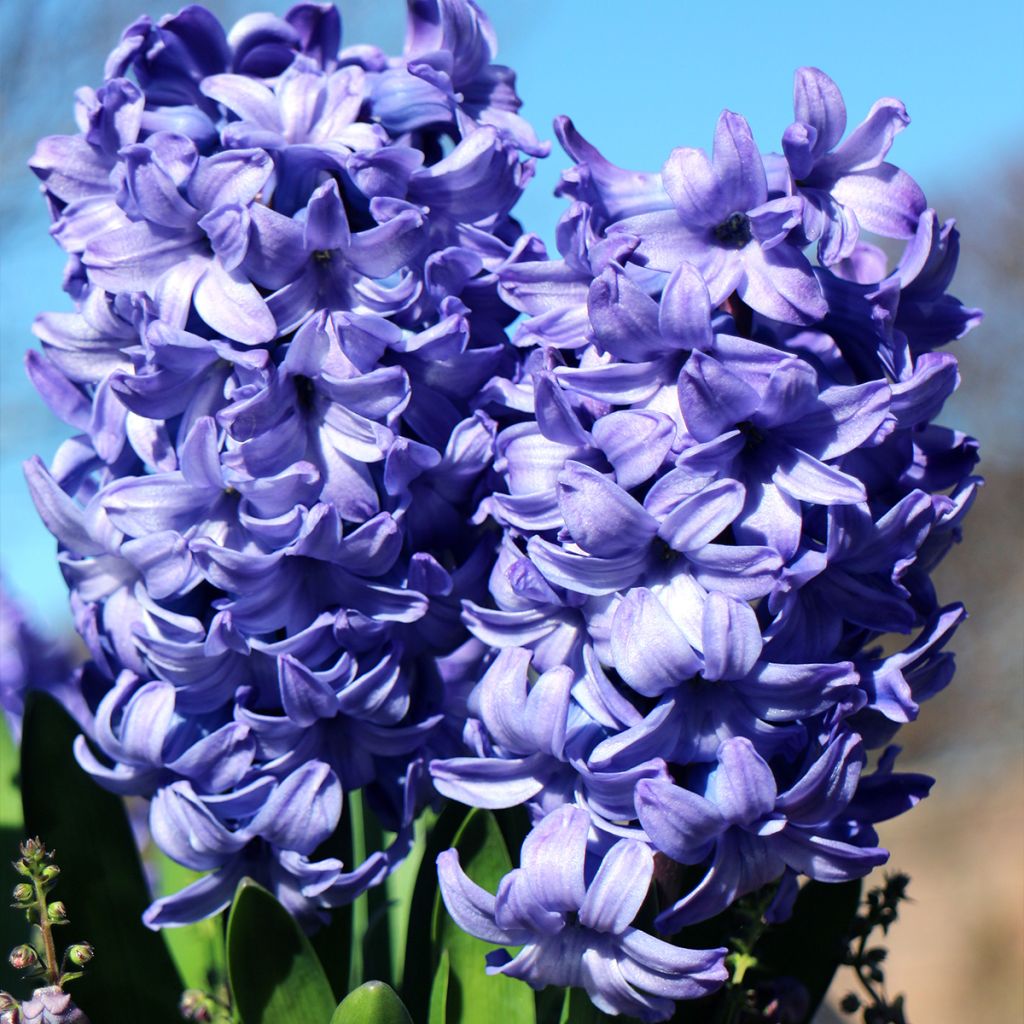 Hyacinthus x orientalis Delft Blue