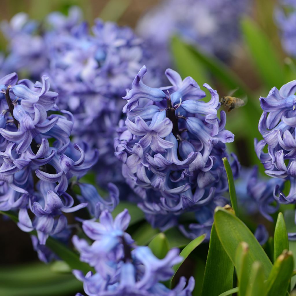 Hyacinthus x orientalis Delft Blue