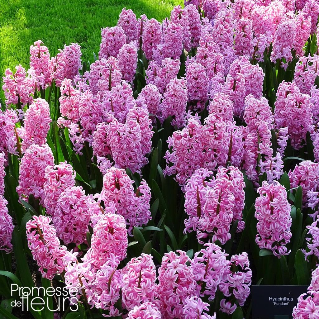 Hyacinthus x orientalis Fondant