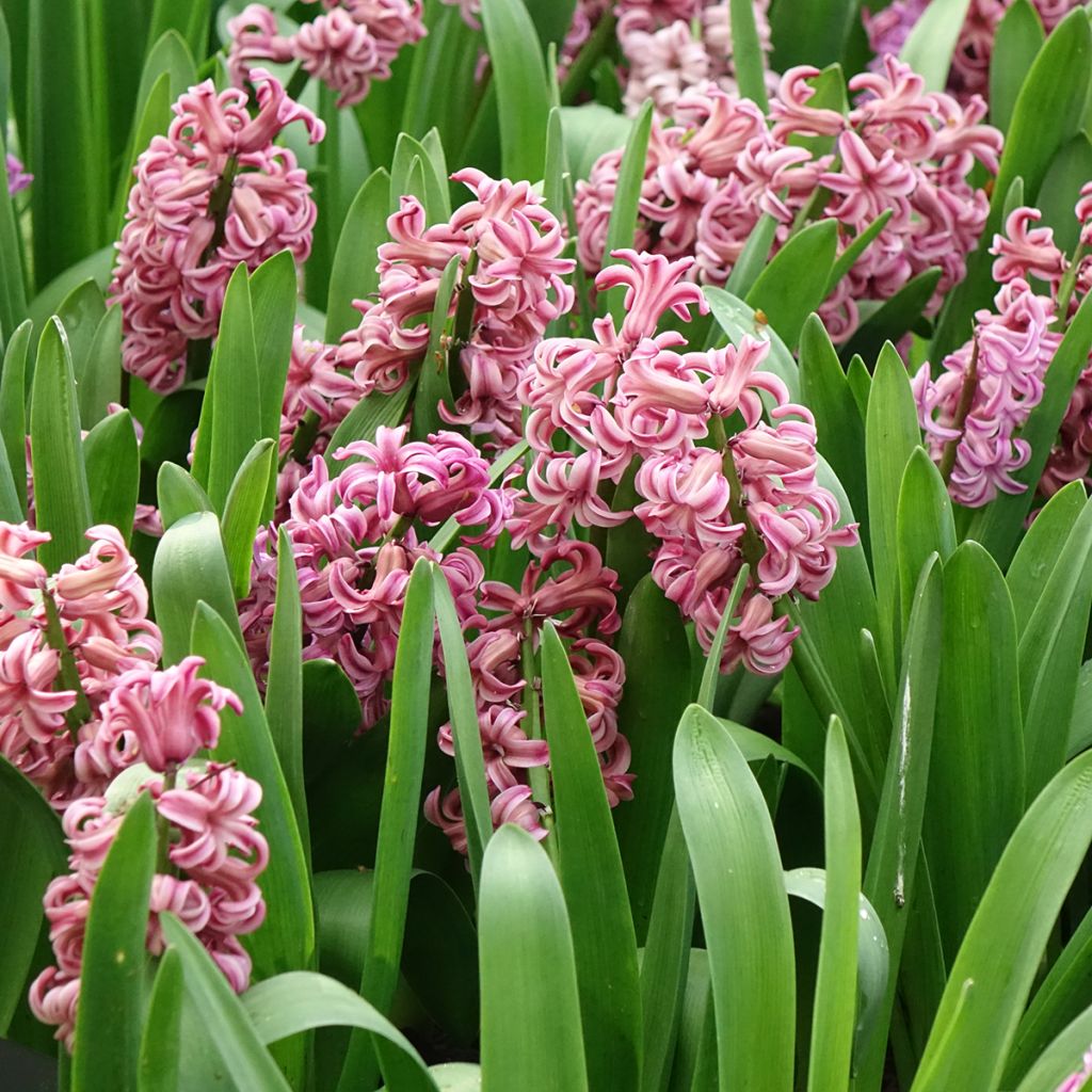 Hyacinthus orientalis Anna Liza