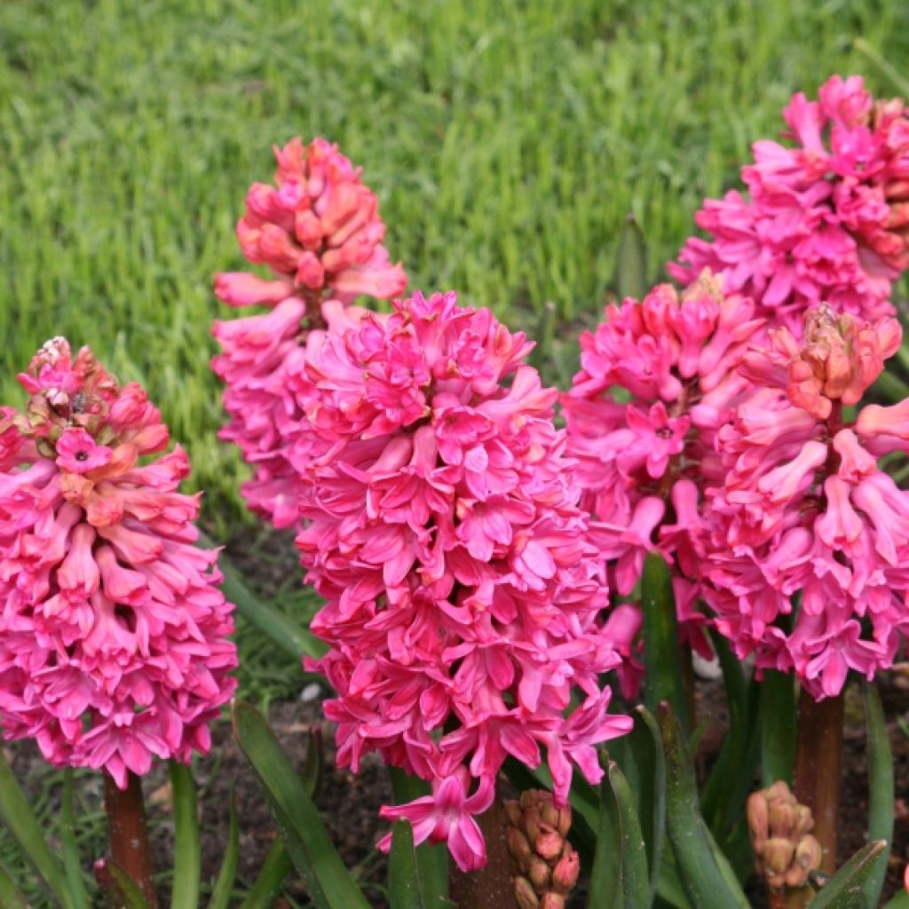 Hyacinthus x orientalis Jan Bos