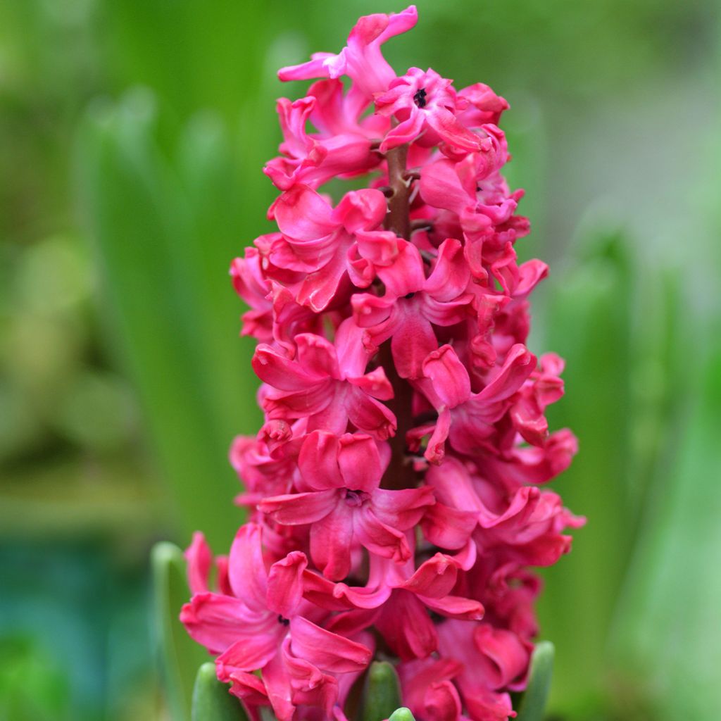 Hyacinthus x orientalis Jan Bos