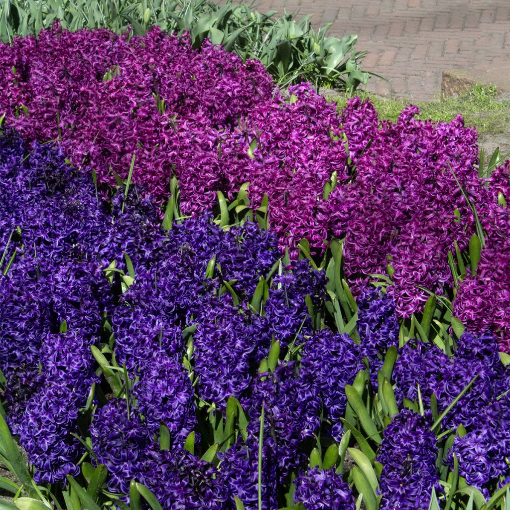 Hyacinthus x orientalis Purple Sensation