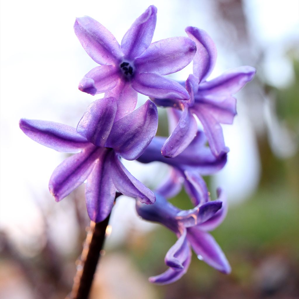 Hyacinthus x orientalis Sky Jacket