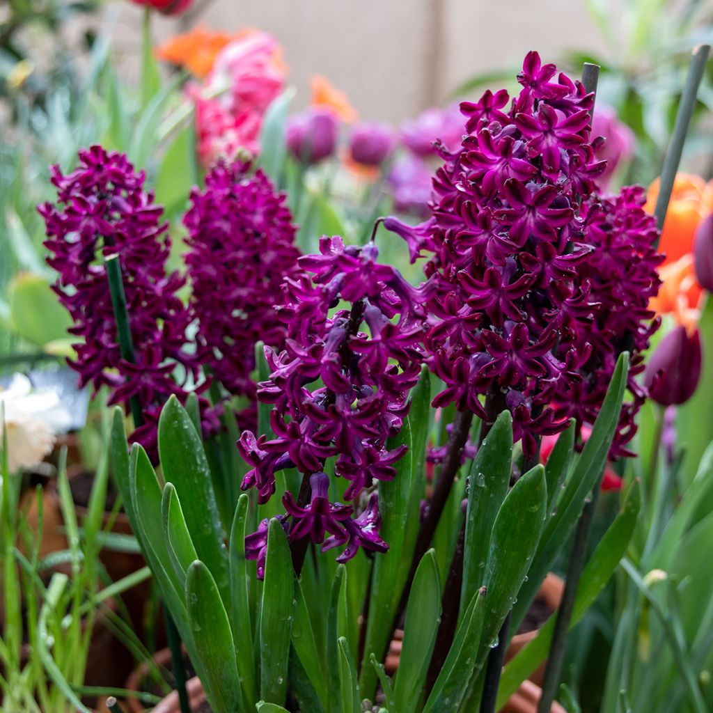 Hyacinthus x orientalis Woodstock