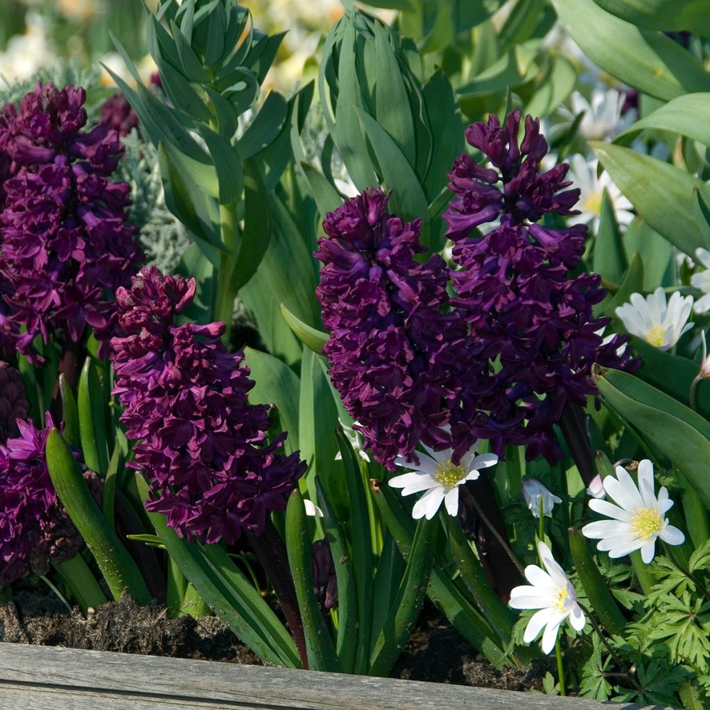 Hyacinthus x orientalis Woodstock