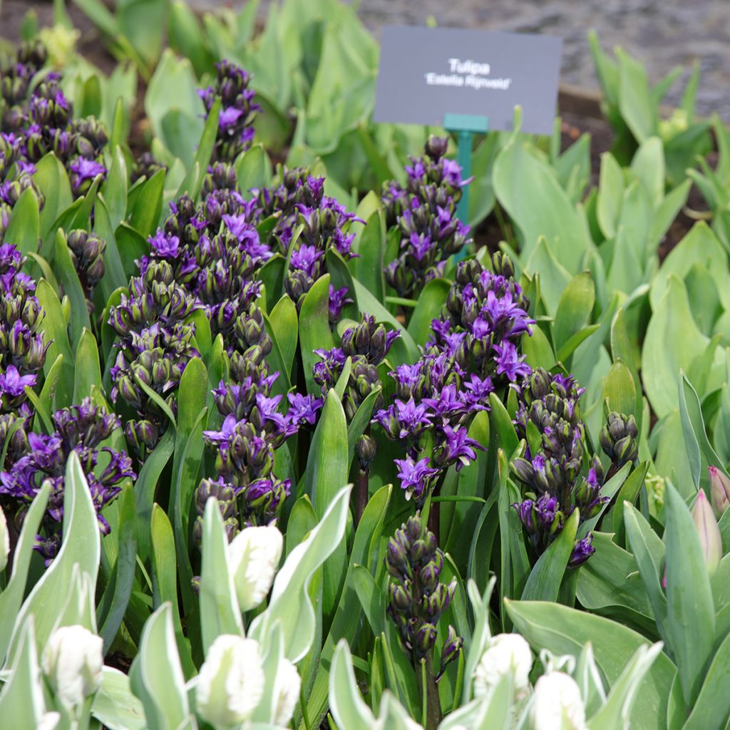 Hyacinthus Twin Pearl - Garden Hyacinth