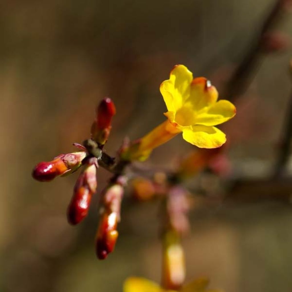 Jasminum nudiflorum - Winter jasmine
