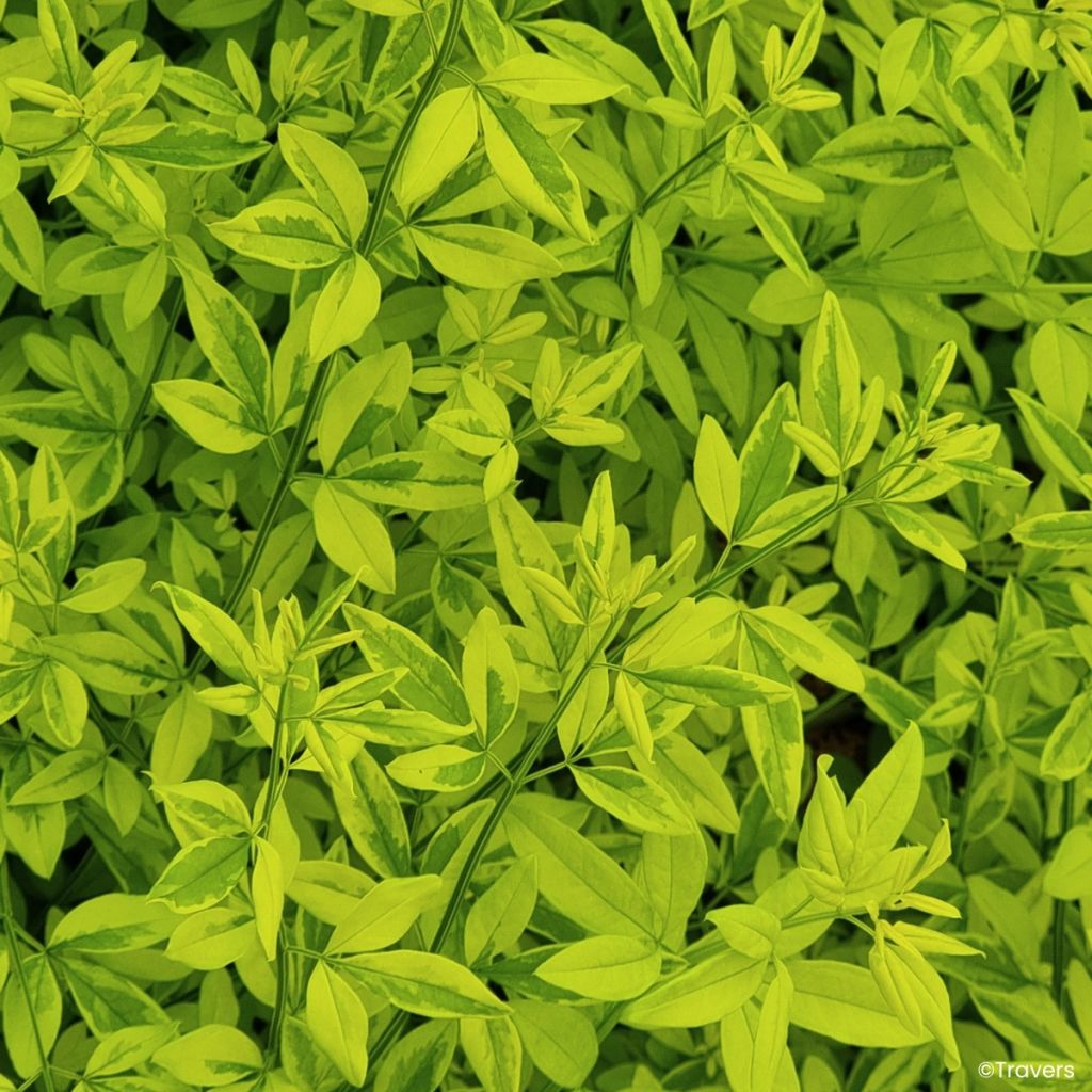 Jasminum mesnyi Gold Touch - Primrose jasmine
