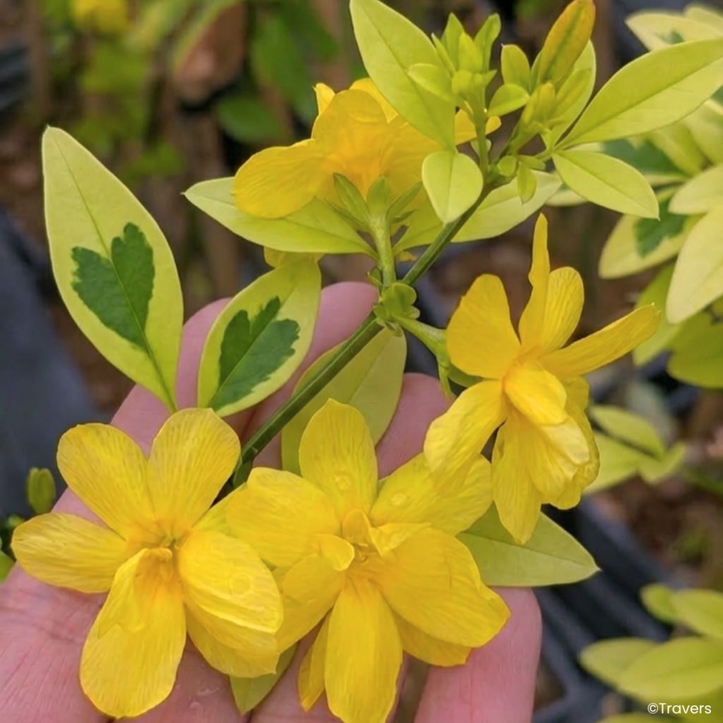 Jasminum mesnyi Gold Touch - Primrose jasmine