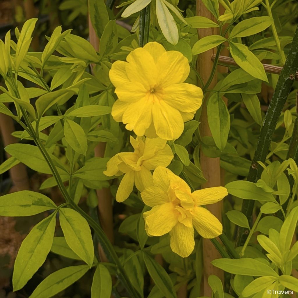 Jasminum mesnyi Gold Touch - Primrose jasmine