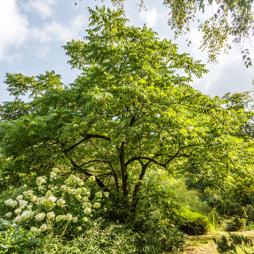 Juglans cinerea - Butternut