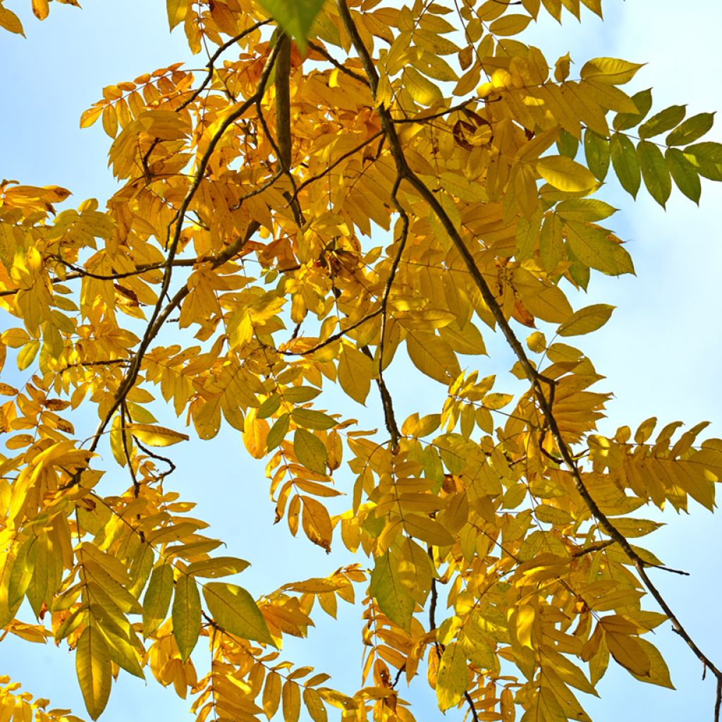 Juglans cinerea - Butternut
