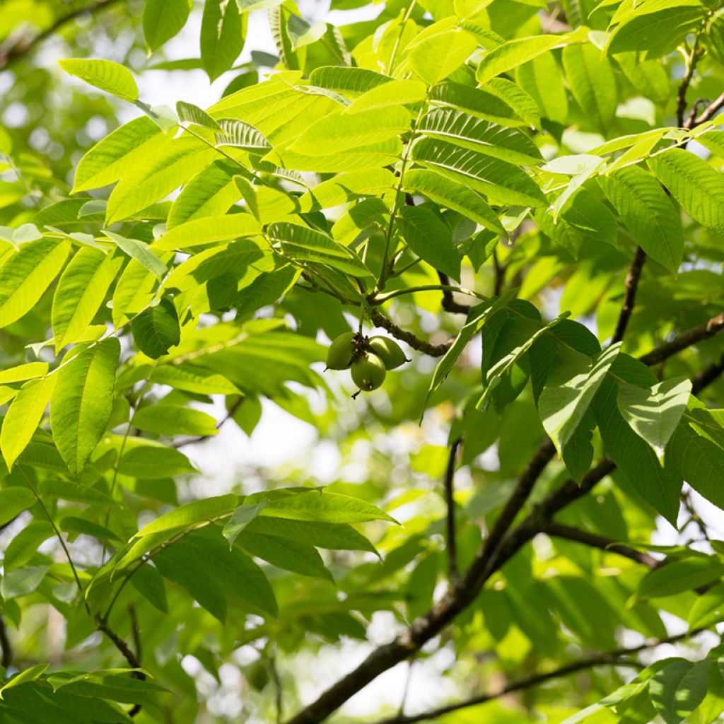 Juglans cinerea - Butternut