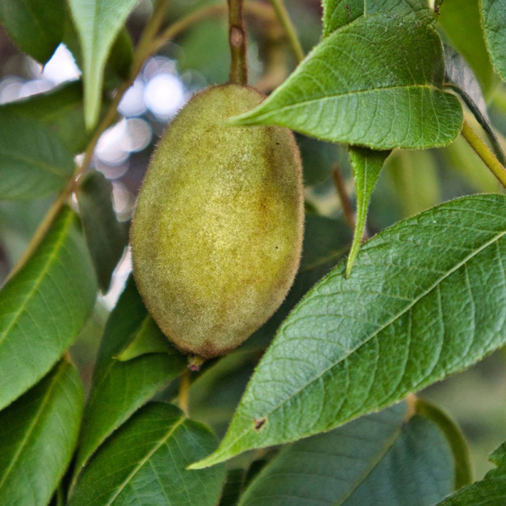 Juglans cinerea - Butternut