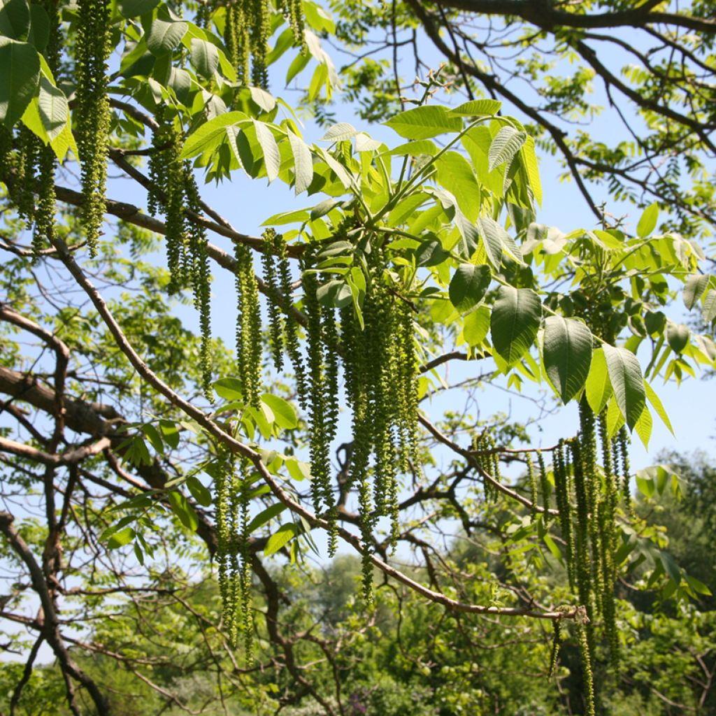 Juglans cinerea - Butternut