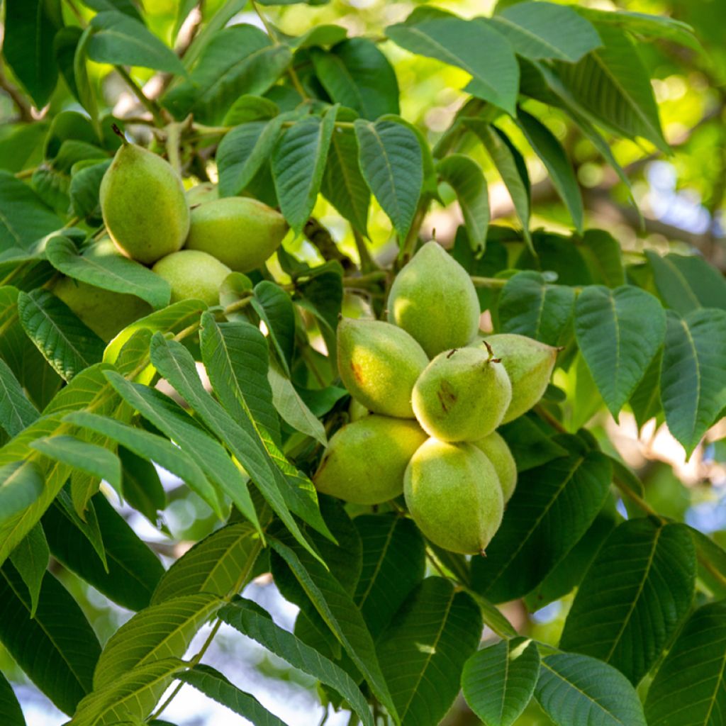 Juglans cinerea - Butternut