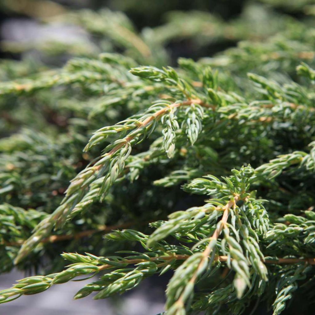 Juniperus communis Repanda