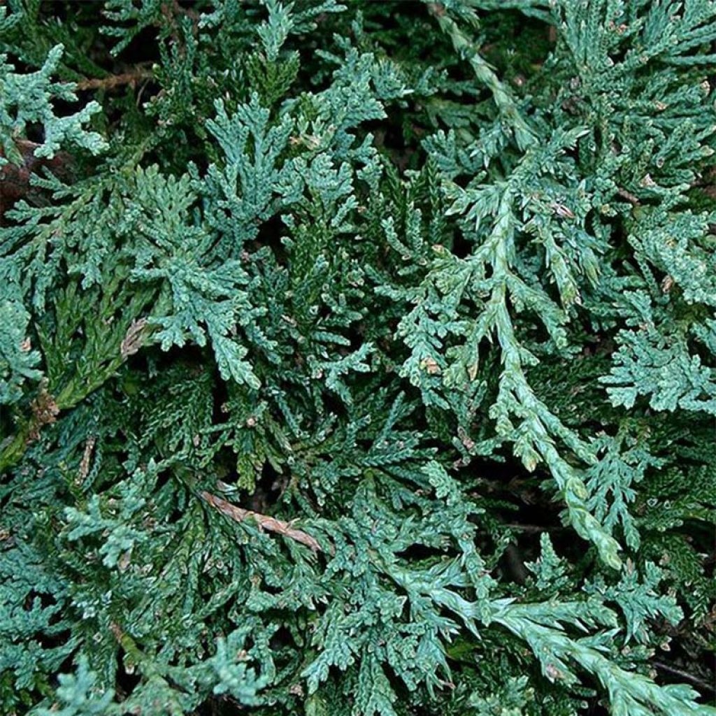 Juniperus horizontalis Wiltonii