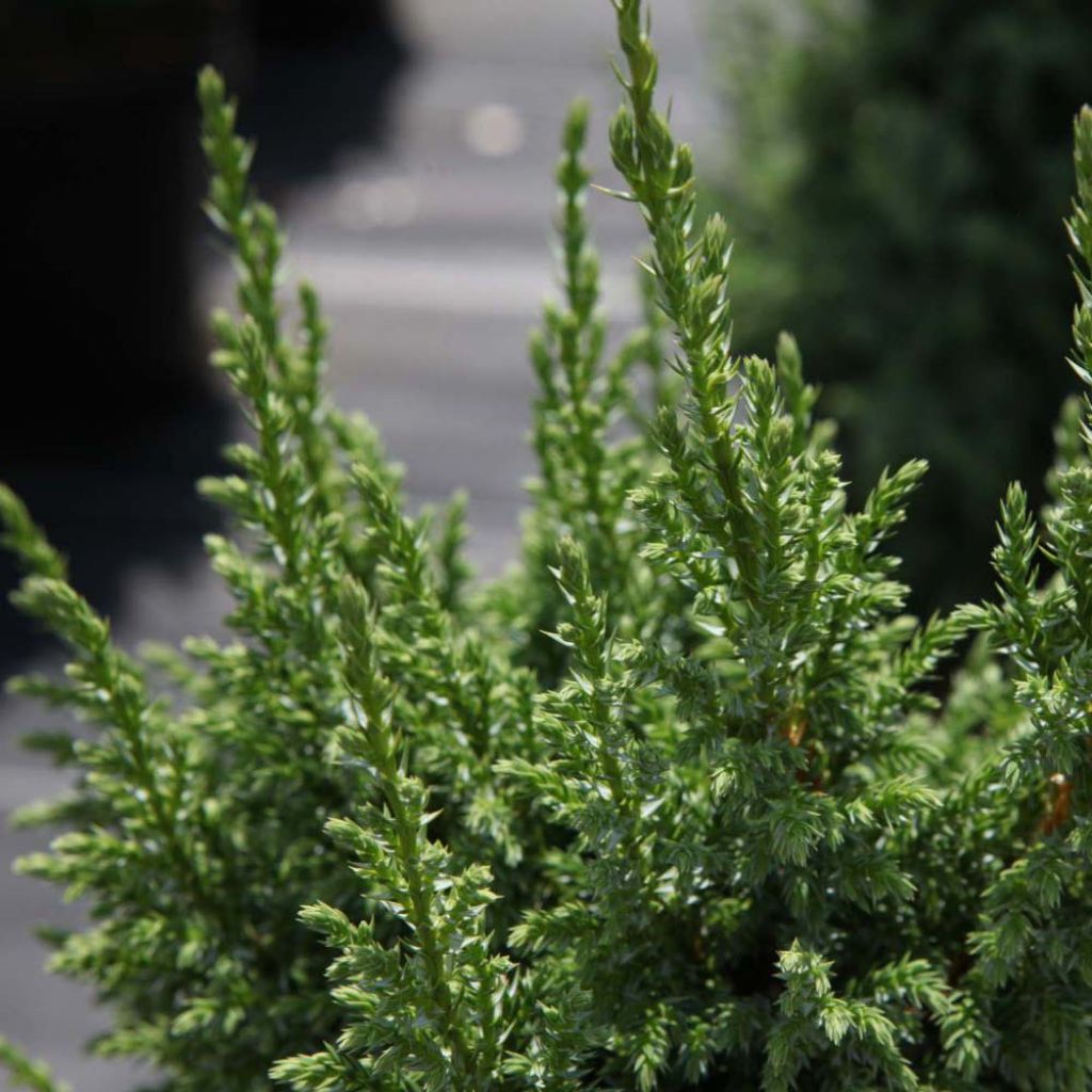 Juniperus squamata Loderi