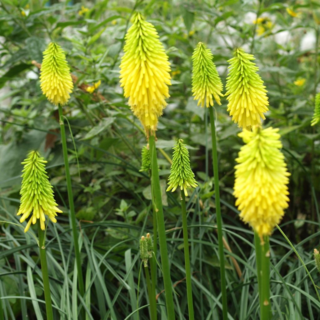 Kniphofia Bees Lemon - Red Hot Poker