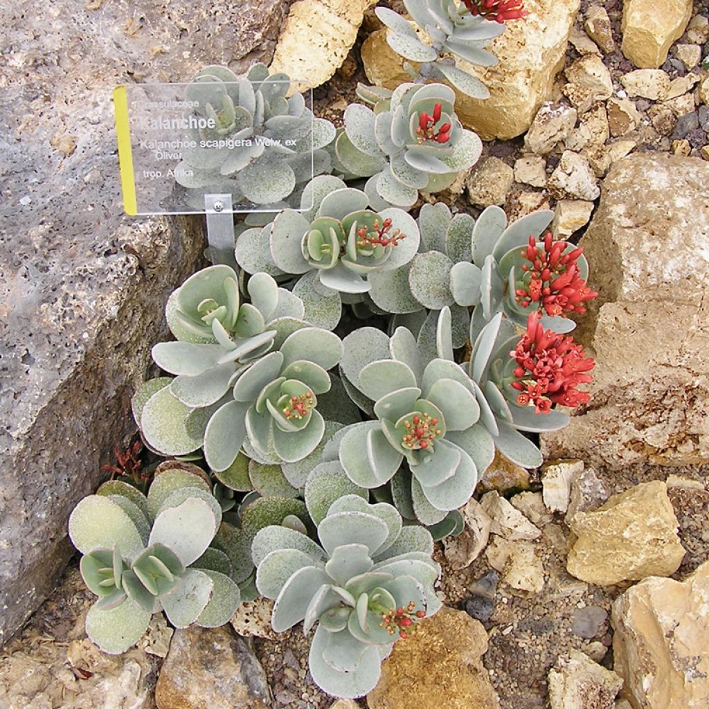Kalanchoe farinacea  - Kalanchoé farineux