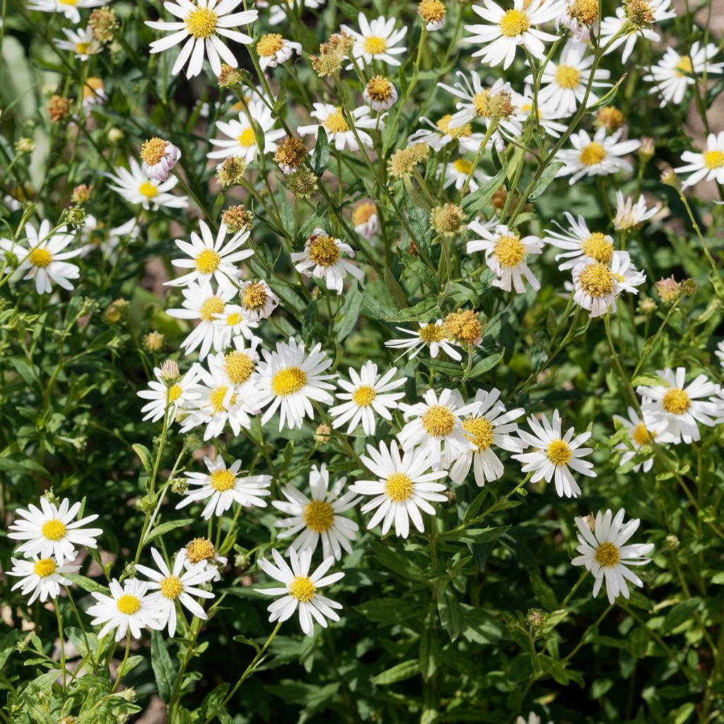 Kalimeris incisa Alba