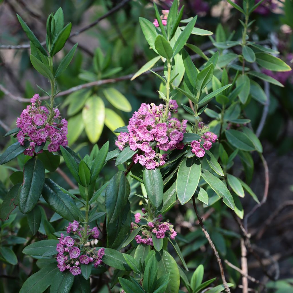 Kalmia angustifolia Rubra - Sheep Laurel