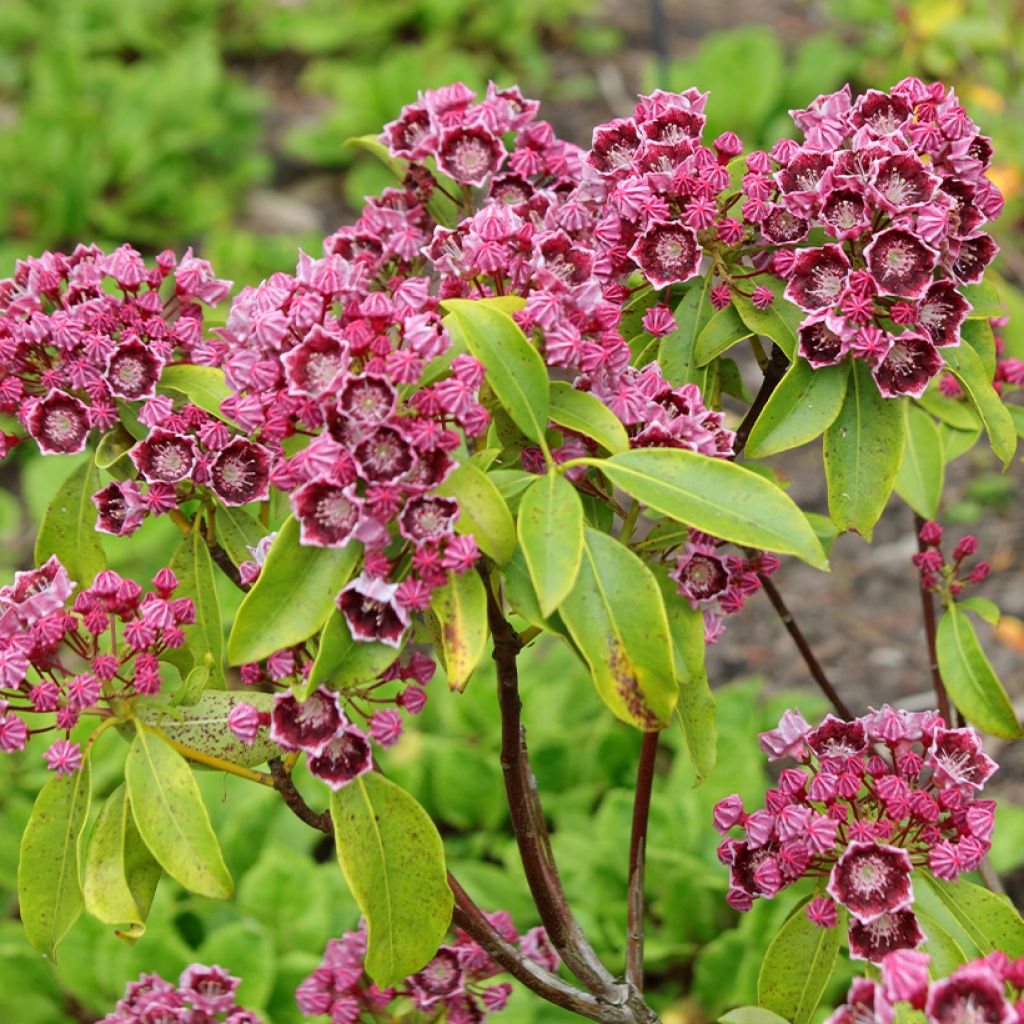 Kalmia latifolia Latchmin - Mountain Laurel