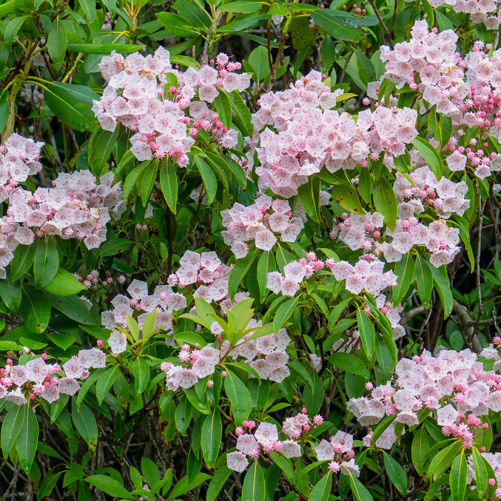 Kalmia latifolia - Mountain Laurel