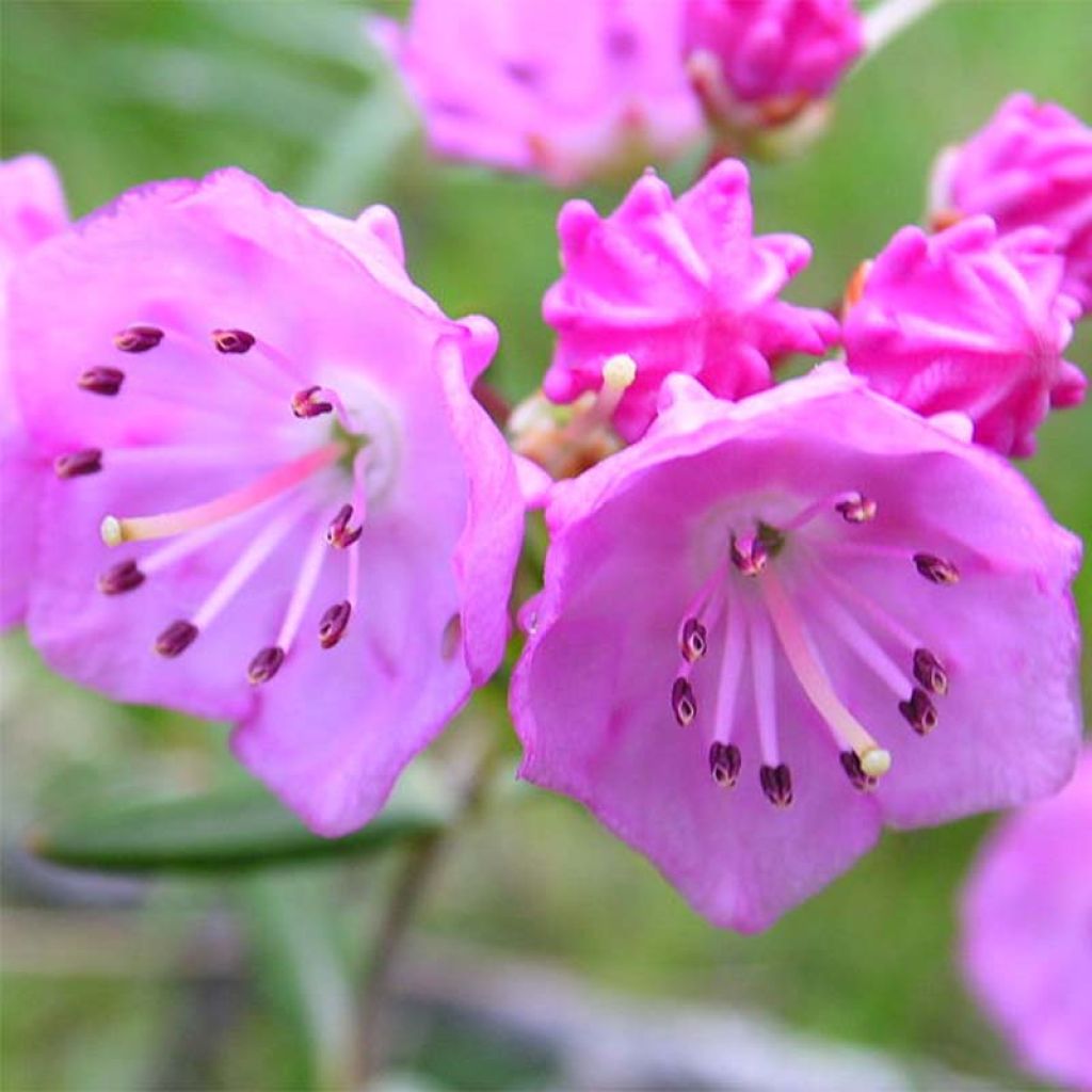 Kalmia polifolia