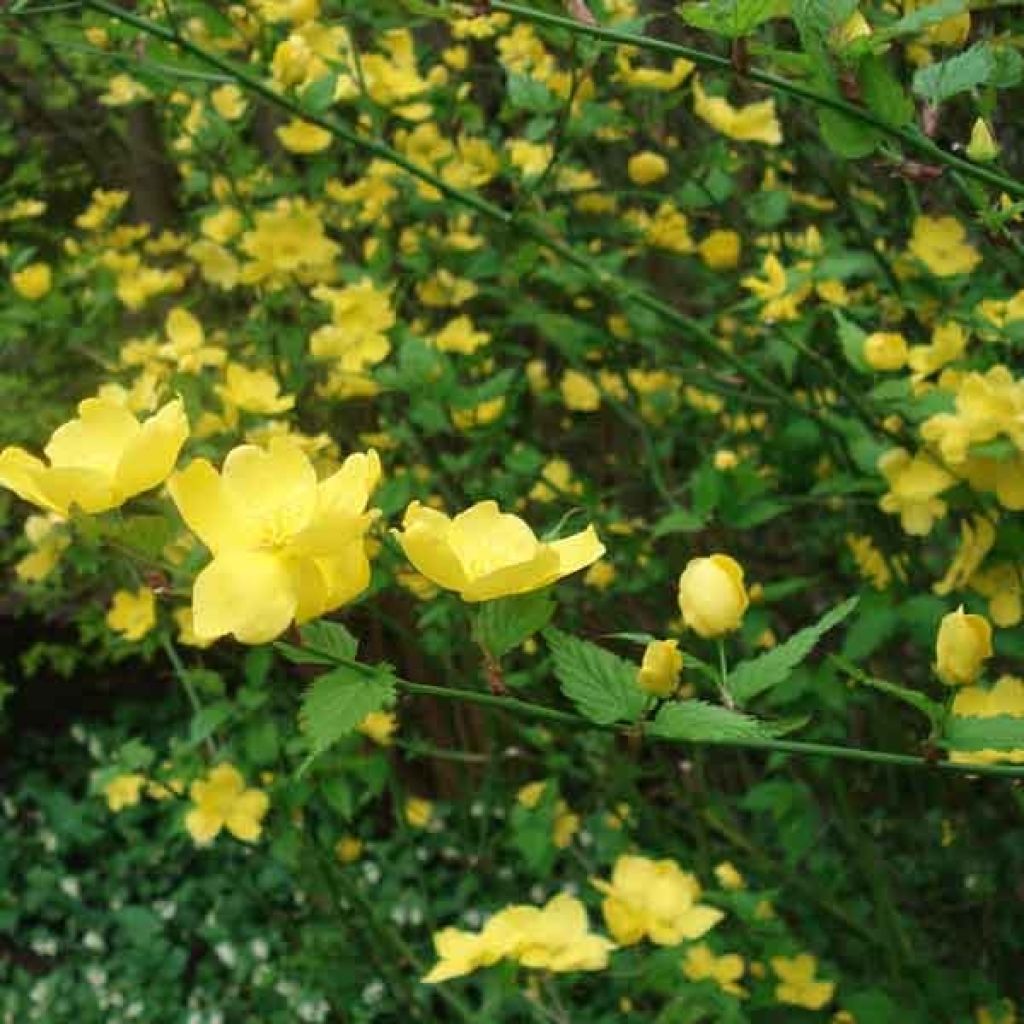 Kerria japonica Golden Guinea - Japanese Rose