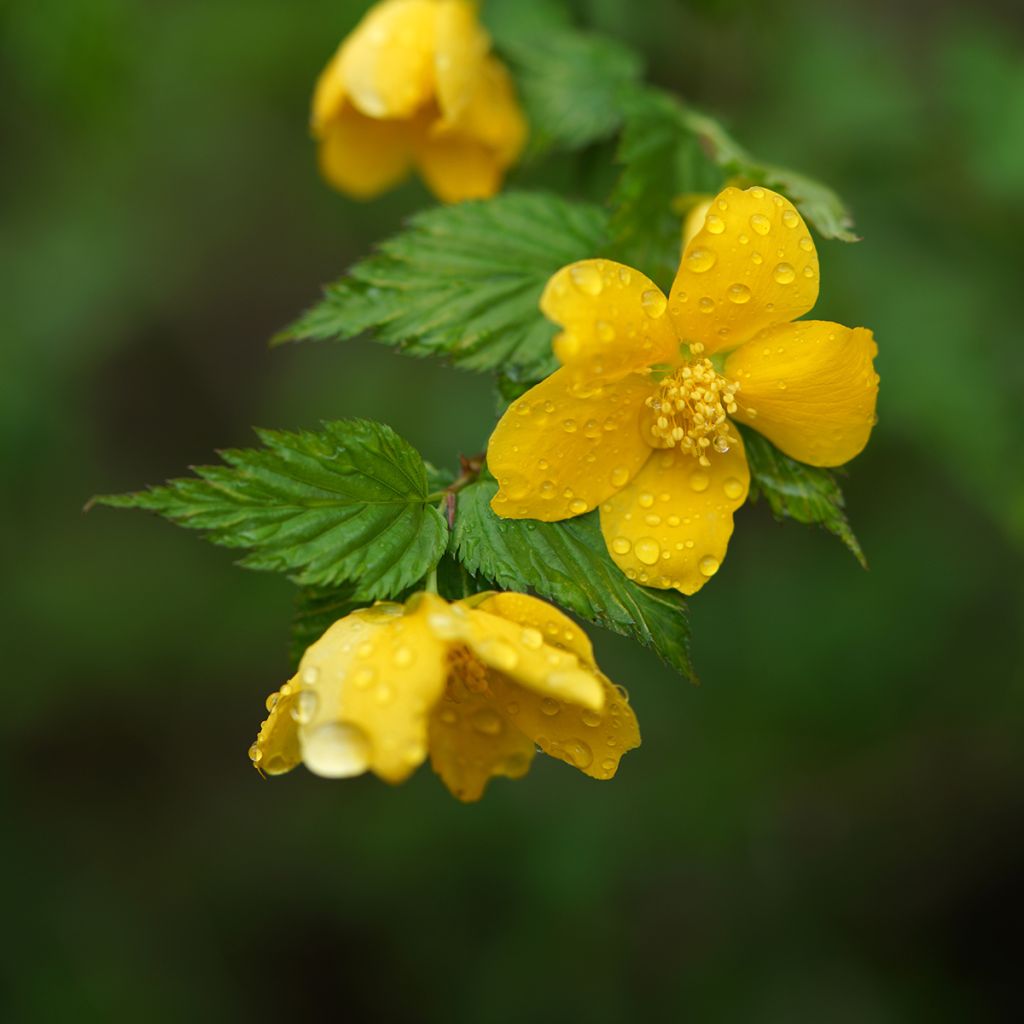 Kerria japonica 