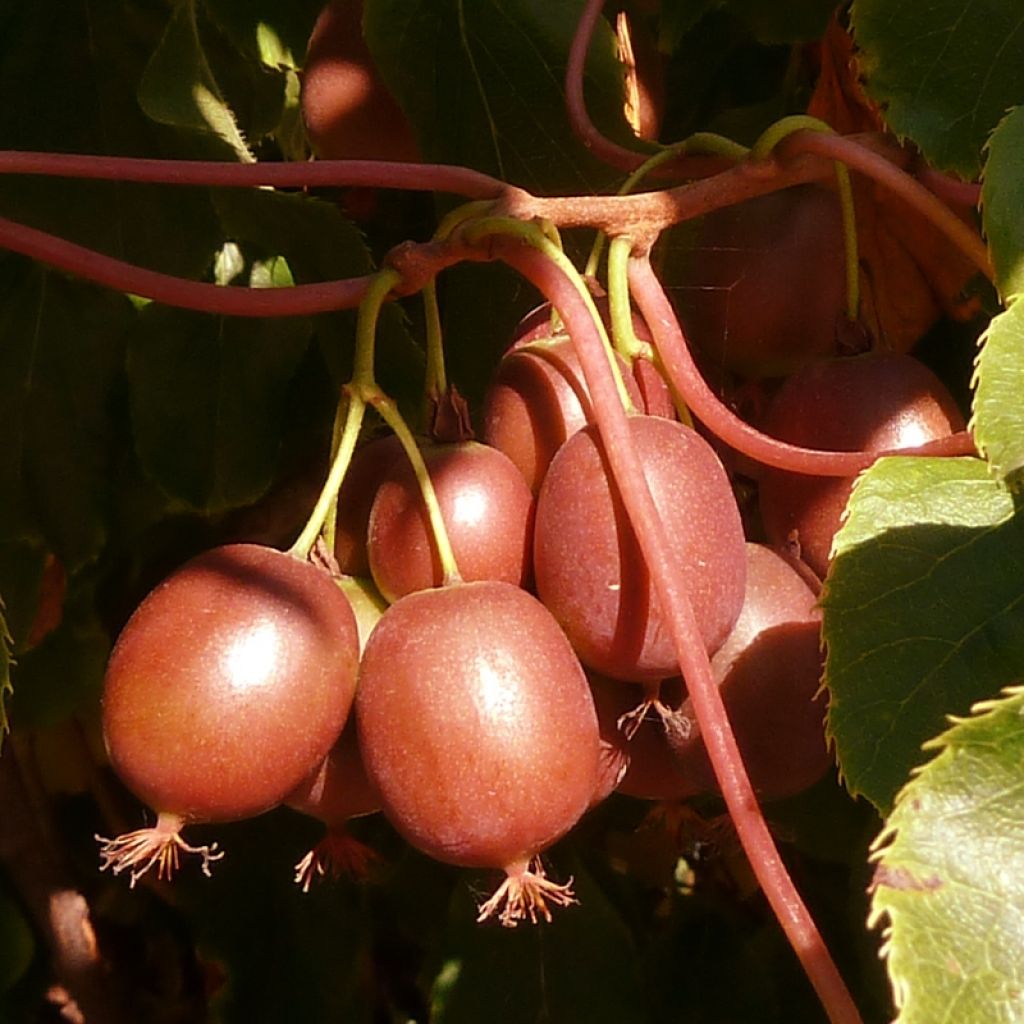 Hardy Red Jumbo (female) - Actinidia arguta